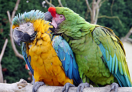 macaw, parrot, bird, fly, wings, feather, wildlife