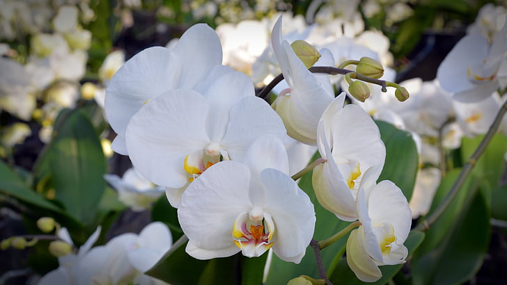 Orchidee, Blume, Blüte, Bloom, weiß, Natur, Anlage