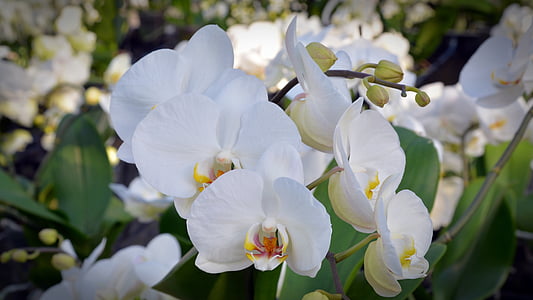 orquídia, flor, flor, flor, blanc, natura, planta