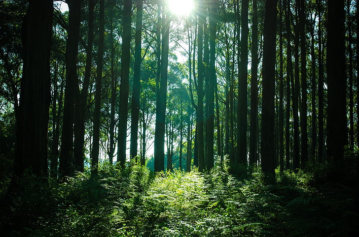 Forest, arbres, bois, nature, rayons de soleil
