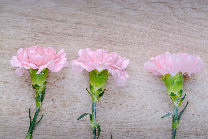 claus d'espècia, Rosa, Clavell Rosa, flors, tres, flors roses, peça