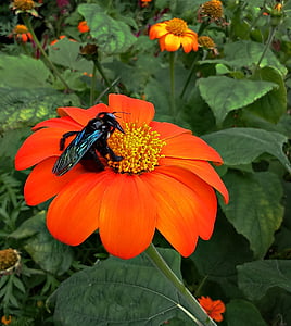 flower, bumble bee, insect, bee, mexican sunflower, tithonia, japanese sunflower