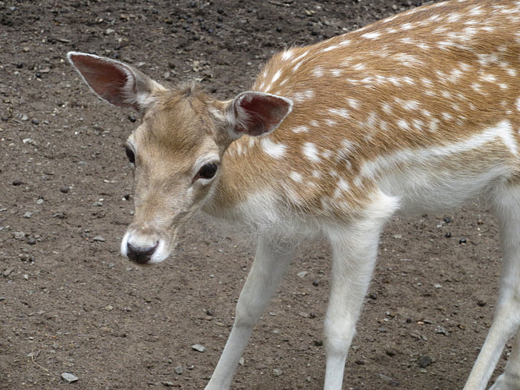 corça, Bambi, curioso, Deer park, selvagem, floresta, jardim zoológico