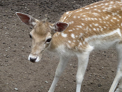 corça, Bambi, curioso, Deer park, selvagem, floresta, jardim zoológico