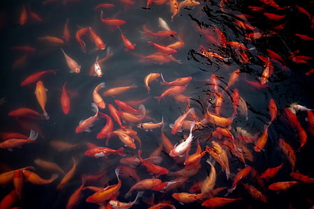 shoal, koi, fish, goldfish, water, pond, aquatic animal
