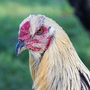 chicken, breed chicken, bird, agriculture, bill, poultry, farm