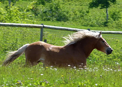 galloping, islaender, horse, mammal, animal, nature, mane