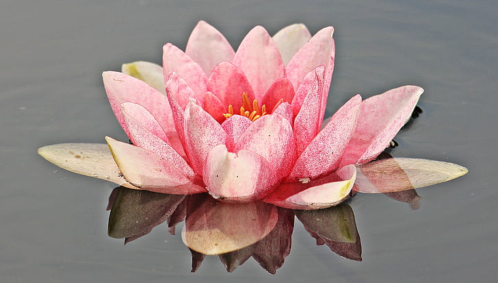 water lily, Nuphar lutea, thực vật thủy sinh, phản ánh, Hoa, Ao, Thiên nhiên