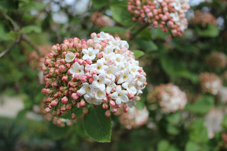 flors, primavera, Rosa, blanc, natura