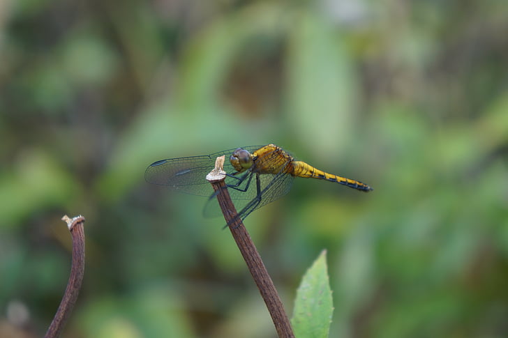 Dragonfly, Anisoptera, gul, Maule, Chile, insekter, fältet