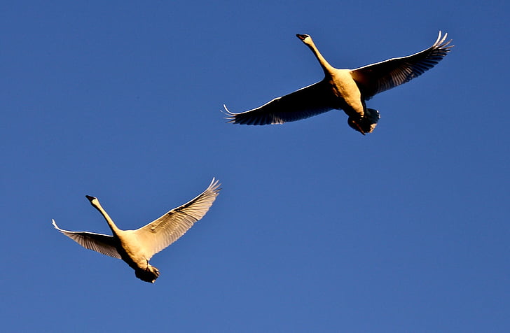 trumpeter swans, flying, wild, birds, waterfowl, wildlife, nature