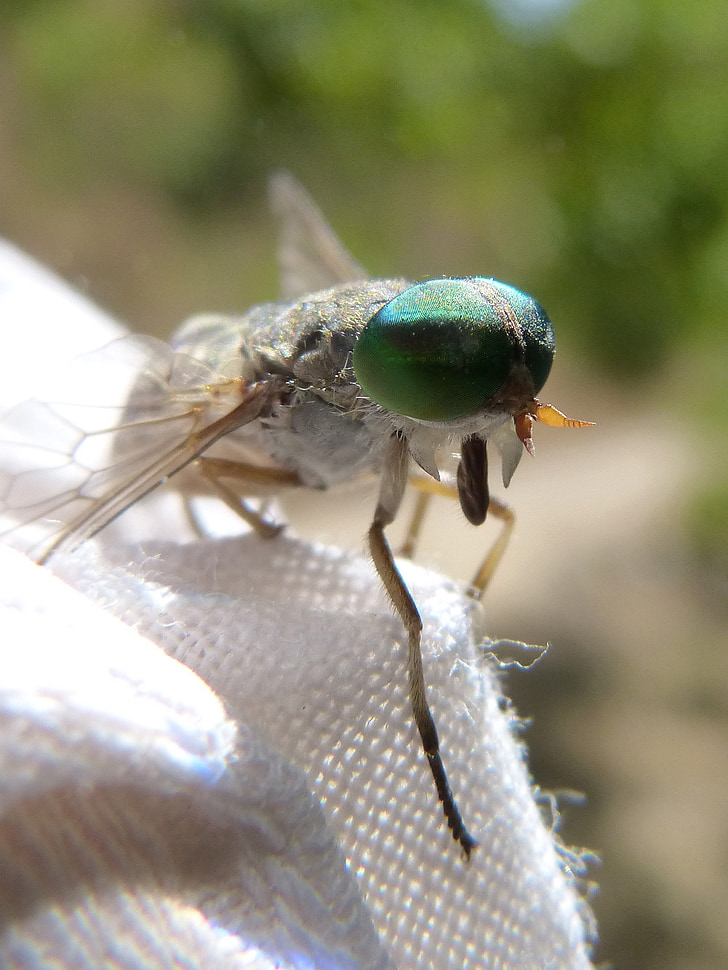 horsefly, eyes compounds, green eyes, insect, sting, detail, insect eye