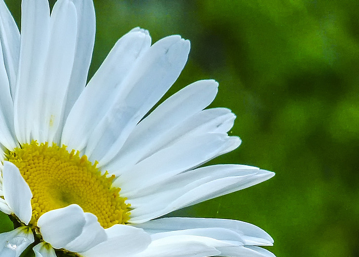 Daisy, Wild flower, taim, looduslike taimede, loodus, väljaspool, lill