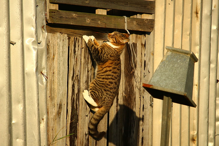 cat, mackerel, wooden wall, climb, play, domestic cat, tiger cat