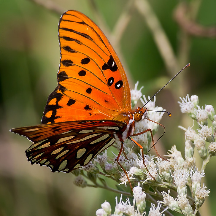 motýl, fritillary záliv, oranžová, hmyz, křídla, květ, barevné
