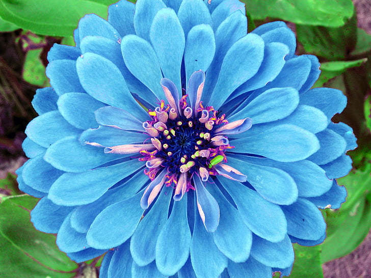 flower, blue, petals, bloom, garden, plant, botany