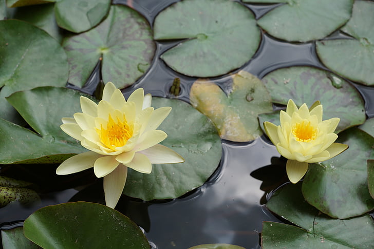 water lily, flower, yellow, nature, water, pond