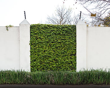 fehér, beton, fal, közelében, zöld, fű, pillér