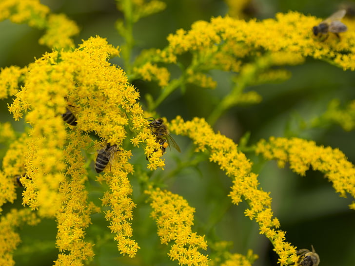 lebah, madu, lebah madu, Hijauan, bunga, serangga, mellifera api