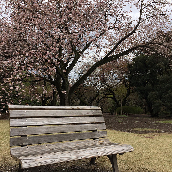 вишни в цвету., Япония, Сад, Парк, Скамейка