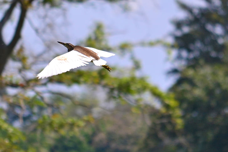 grúa, vuelo, alas, pájaro, flora y fauna, Sri lanka, nikawaratiya