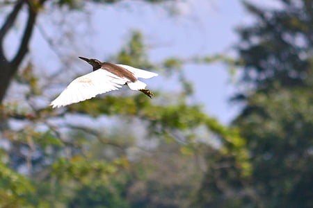 guindaste, voando, asas, pássaro, vida selvagem, Sri lanka, nikawaratiya
