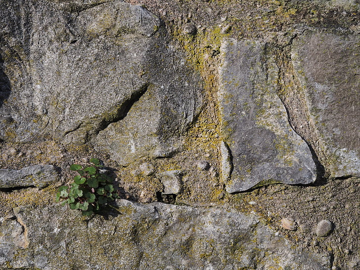 stone, wall, pattern, texture, rough, rock, vegetation