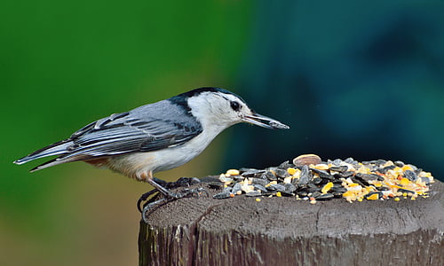 white, breasted, nuthatch, perched, log, daytime, bird