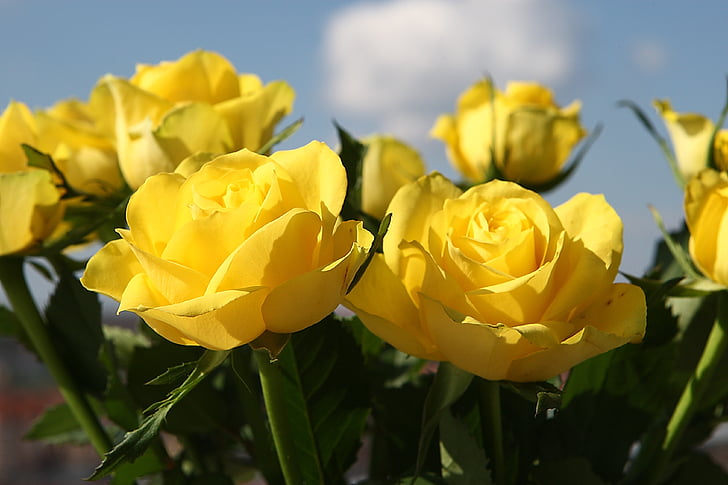 gul, rosor, blommor, Vacker, sommar, Romance, påsk
