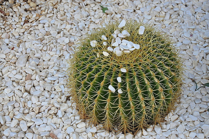 cactus, Espinosa, planta, estímulo de la, Acerca de, esférico, verde amarillo