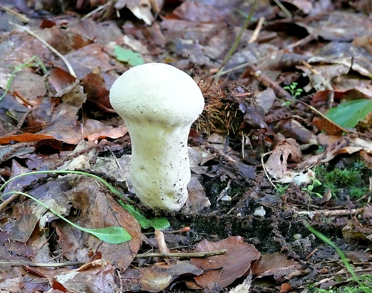 mushroom, agaric, white, odd mushroom, autumn, forest