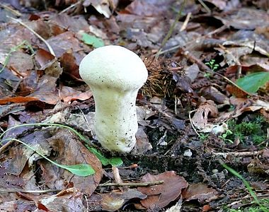 jamur, Agaric, putih, aneh jamur, musim gugur, hutan