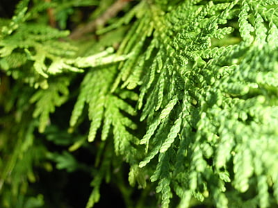 texture, tree, fir, foliage, green, leaf, botany