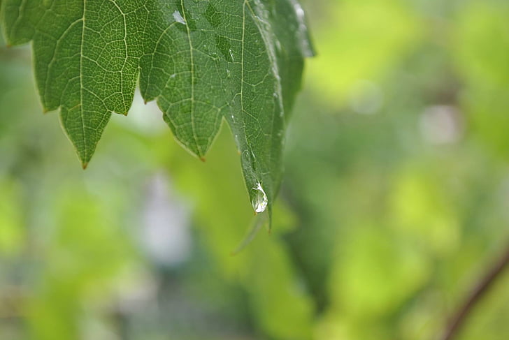 folha, gota de água, chuva, planta verde, verde, gotejamento, natureza