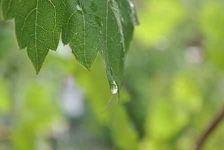 leaf, drop of water, rain, green plant, green, drip, nature