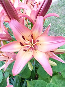 lily, flower, plant, garden, pinks, pink, lilies