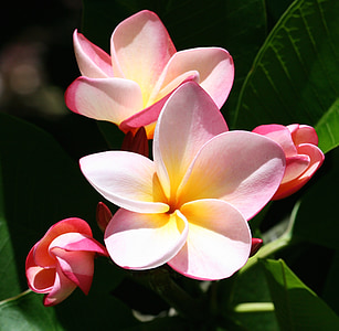 plumeria, flowers, exotic, tropical, nature, blossom, white