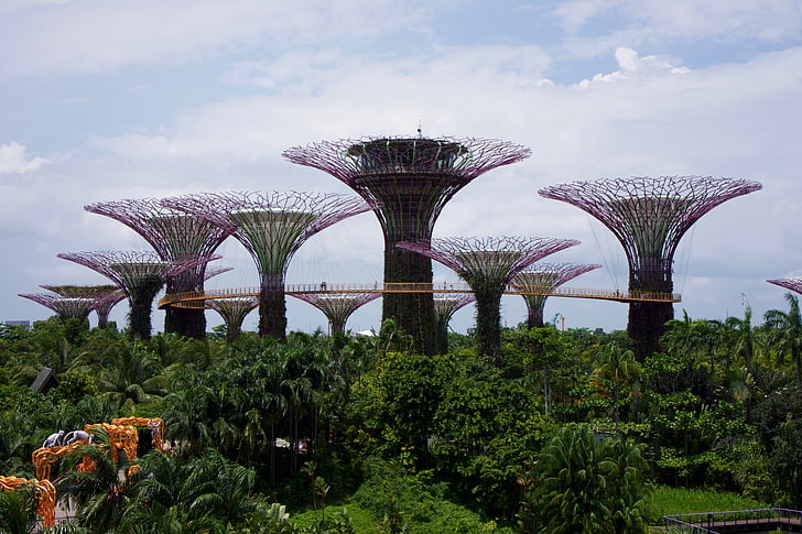 Singapore, tuinen, bomen, Azië, natuur, plant, Botanische