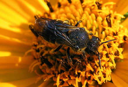 Hoa, Blossom, nở hoa, màu vàng, con ong, côn trùng, một trong những động vật