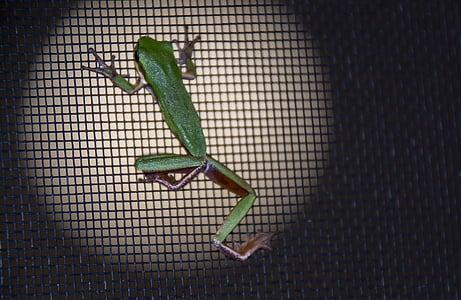 frog, green, tiny, fly screen, black, night, native