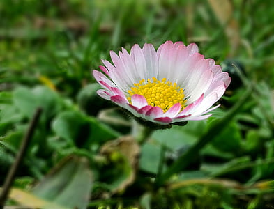 våren, Spring awakening, budbärare för vår, Stäng, Daisy, blomma, kronblad