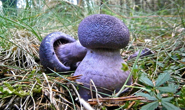 mushrooms, lepista, forest, autumn, nature