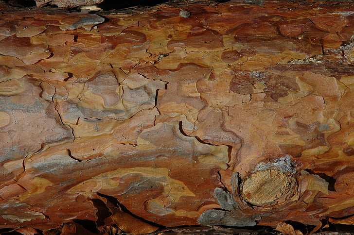 træ, bark, korn, struktur, Tree bark, Luk, tekstur