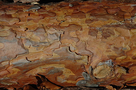 wood, bark, grain, structure, tree bark, close, texture