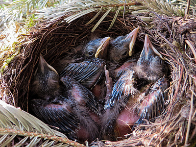 spring, blackbird, nest, bird's nest, blackbird nest, bird, feather