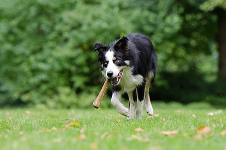 anjing dengan tulang, anjing dengan tulang di mulut, Main-Main, padang rumput, Taman, musim panas, anjing gembala Inggris