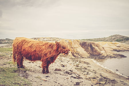 animal, bison, bull, cow, long hair, sand, nature