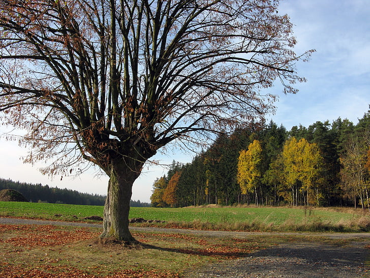 秋, ツリー, 自然, 枝, 樹冠, 落葉性の高木, フォレスト