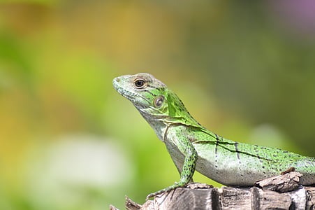 lizard, nature, iguana, fauna, green