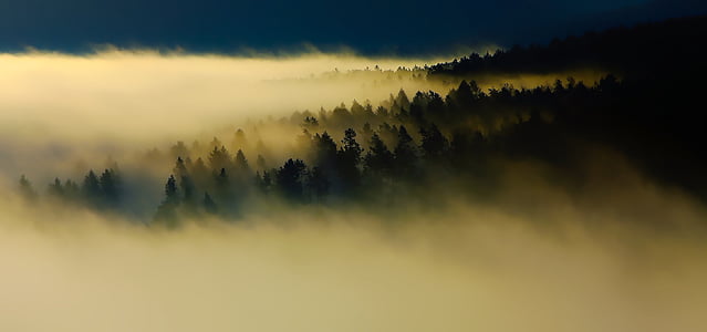 sunrise, dawn, fog, thick, mountains, forest, trees